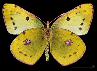 Colias hyale самец, нижняя сторона крыльев