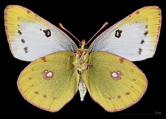 Colias hyale ♀ △