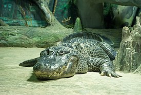 Миссисипский аллигатор (Alligator mississippiensis)