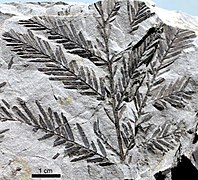 Окаменевший отпечаток Metasequoia occidentalis эпохи раннего Плиоцена, Центральная Альберта, Канада