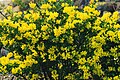 Вязель сизый (Coronilla glauca)