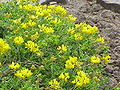 Вязель маленький (Coronilla minima)