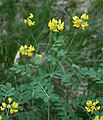 Вязель венценосный (Coronilla coronata)