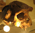 Череп Homo erectus