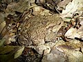 Серая жаба среди опавшей листвы