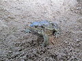 Серая жаба на фоне тёмного песка