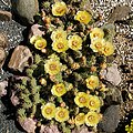 Зимостойкая опунция ломкая (Opuntia fragilis) на клумбе в средней полосе России (Волоколамский район)