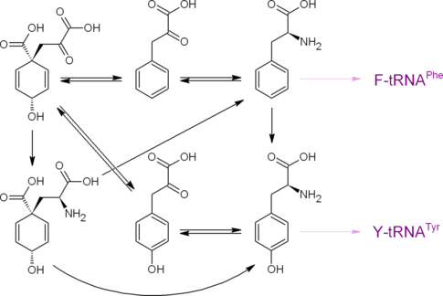 Пути образования протеиногенных аминокислот фенилаланина и тирозина из префената
