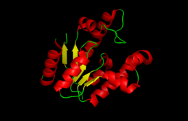 Мультипликационное изображение шикиматкиназы из Mycobacterium tuberculosis. α-гели показаны красным цветом, центральный β-лист - желтым, а петли - зеленым.