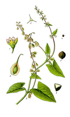 Fallopia dumetorum. Ботаническая иллюстрация из книги О. В. Томе Flora von Deutschland, Österreich und der Schweiz, 1885
