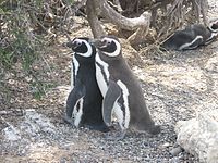Пара магеллановых пингвинов
