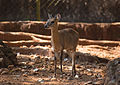 Четырехрогая антилопа в зоопарке Бондла (Гоа, Индия)