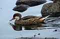 Галапагосская белощёкая шилохвость (Anas bahamensis galapagensis)