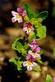 Mimulus clivicola