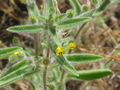 Mimulus pilosus