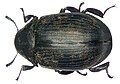 Byrrhus pilula