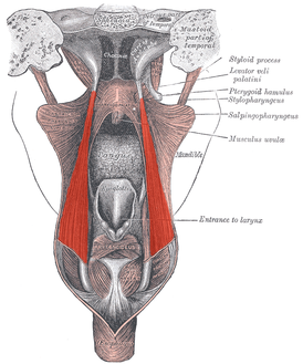 Трубно-глоточные мышцы. На рисунке выделены красным.