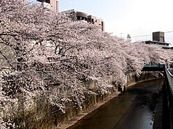 Река Сякудзии и цветение вишни