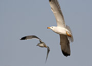 Армянская чайка (Larus armenicus).