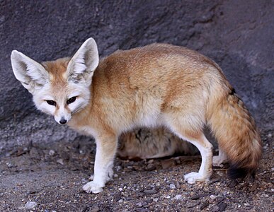 Миниатюрная лисица фенек — обычный обитатель Сахары