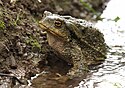 Bufo spinosus