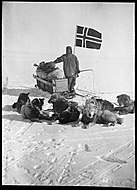 Вистинг со своей упряжкой на полюсе 14 декабря 1911 года