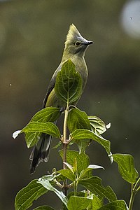 Ptiliogonys caudatus