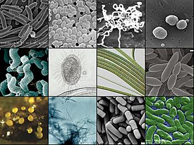 Разнообразие бактерий. Сверху: Escherichia coli, Enterococcus sp., Treponema pallidum, Streptococcus pneumoniae; Посередине: Campylobacter jejuni[en], бактерия группы CPR[en], Oscillatoria[en] sp., представитель Atribacterota[en]; Снизу: Myxococcus xanthus, Streptomyces sp., Bacillus cereus, Vibrio vulnificus[en]