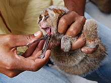 Удаление передних зубов медленного лори (Nycticebus coucang)