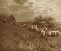 Пейзаж с овцами, пасущимися на лугу