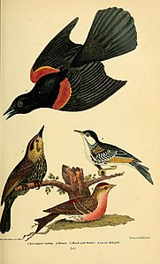 Красноплечий чёрный трупиал, «American Ornithology»