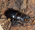 Самец Lucanus barbarossa