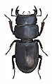 Оленёк обыкновенный (Dorcus parallelipipedus). Самец