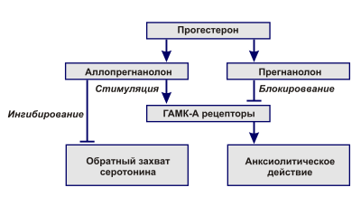 Возможные пути метаболизма прогестерона в ЦНС