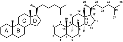 Нумерация атомов и обозначения циклов в стероидах