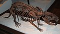 Скелет гигантского бобра