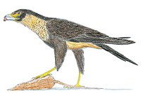 Masillaraptor