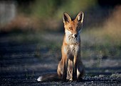 Обыкновенная лисица (Истад, Швеция)