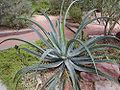 Agave vilmoriniana