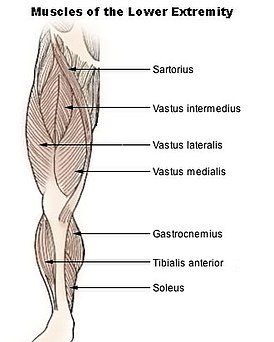Мышцы нижней части конечности