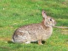 Sylvilagus bachmani Калифорнийский кролик