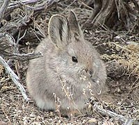 Brachylagus idahoensis Айдахский кролик