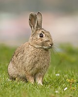 Oryctolagus cuniculus Европейский кролик (дикий тасманский экземпляр)