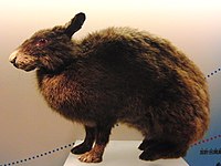 Pentalagus furnessi Лазающий заяц (чучело)
