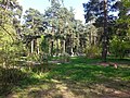 Лес Новокосинского парка и отдыхающие