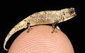 Самый мелкий вид хамелеонов, Brookesia nana, на кончике пальца