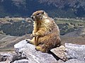 Marmota flaviventris