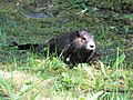 Marmota vancouverensis