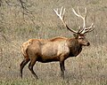 Cervus canadensis nelsoni (1971)[66]