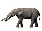 Gomphotherium angustidens